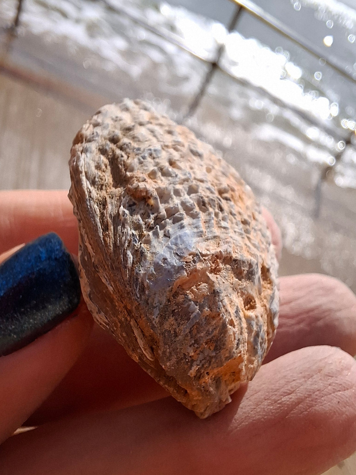 Chalcedony Oyster, Fossil (Ref: FO5)
