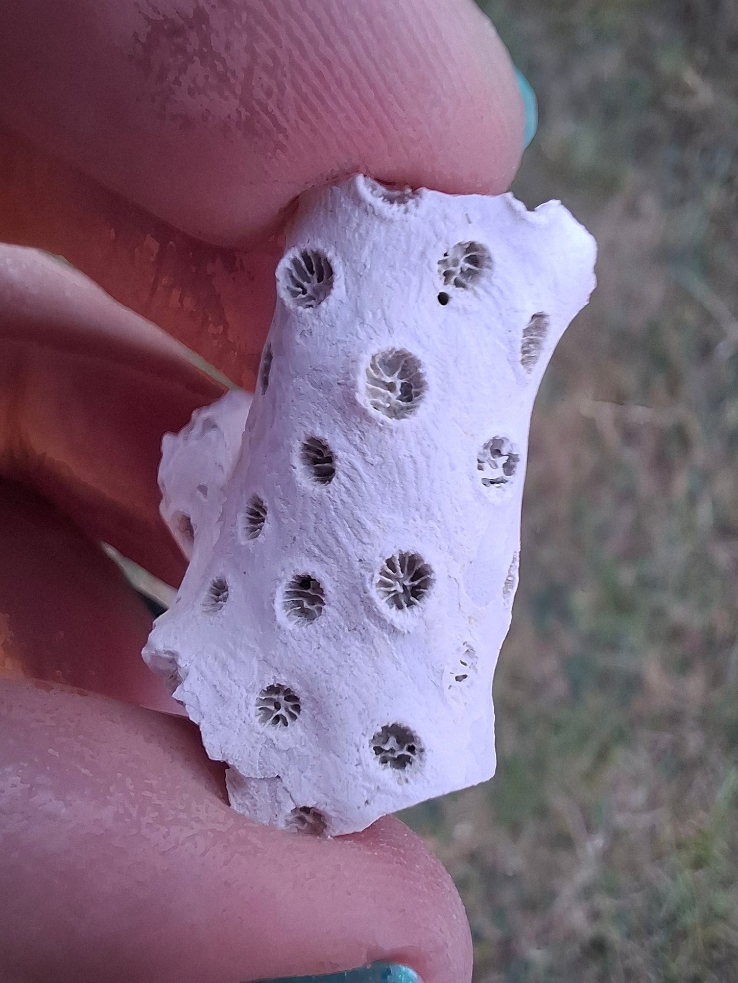 Fossil Coral, (Ref: FC1)