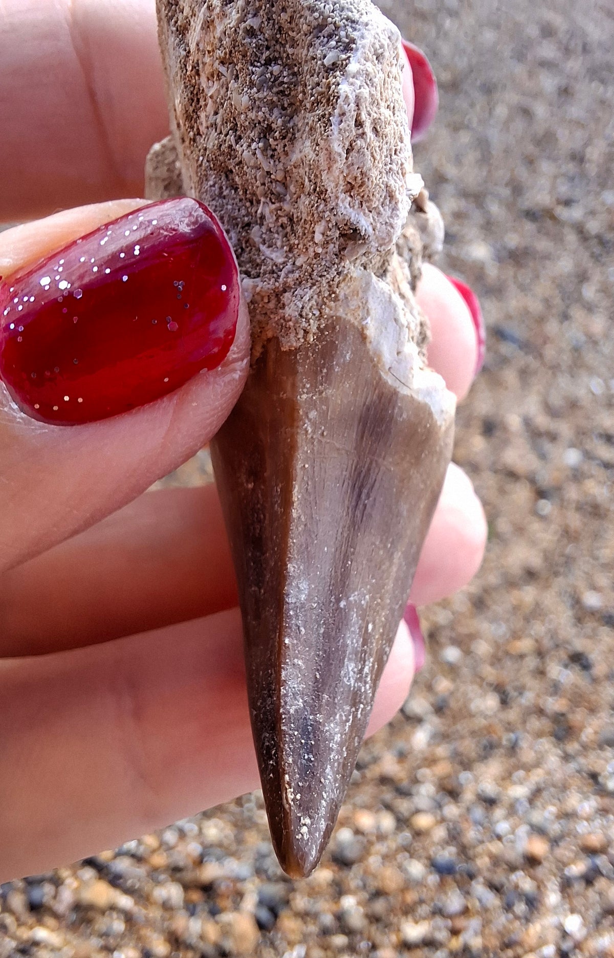 Mosasaurus Tooth with matrix, Fossil, (Ref: MTM1)