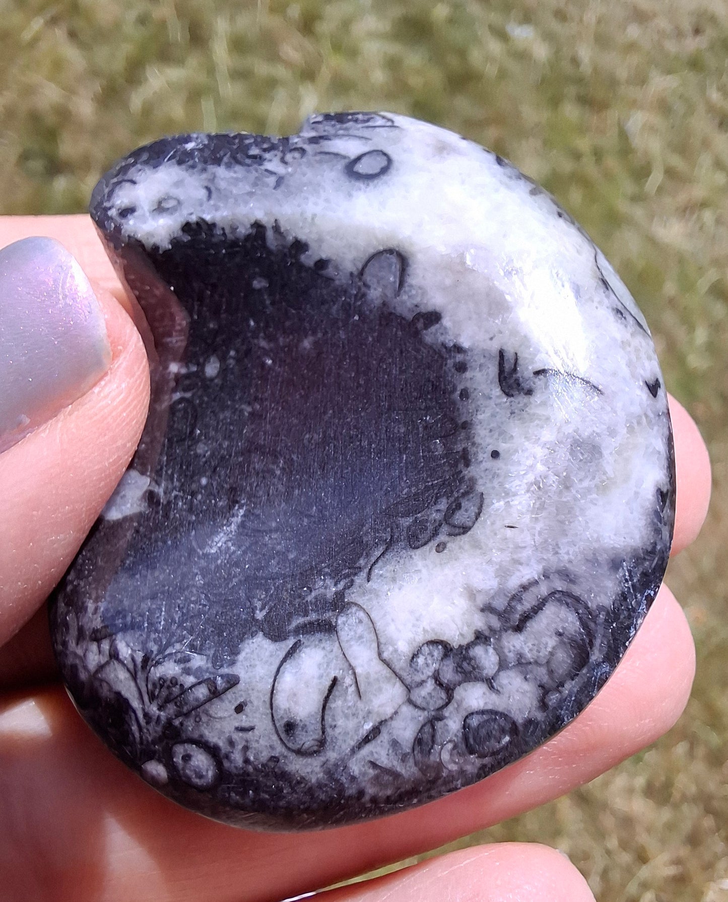 Goniatite, Fossil (Ref: GA4)