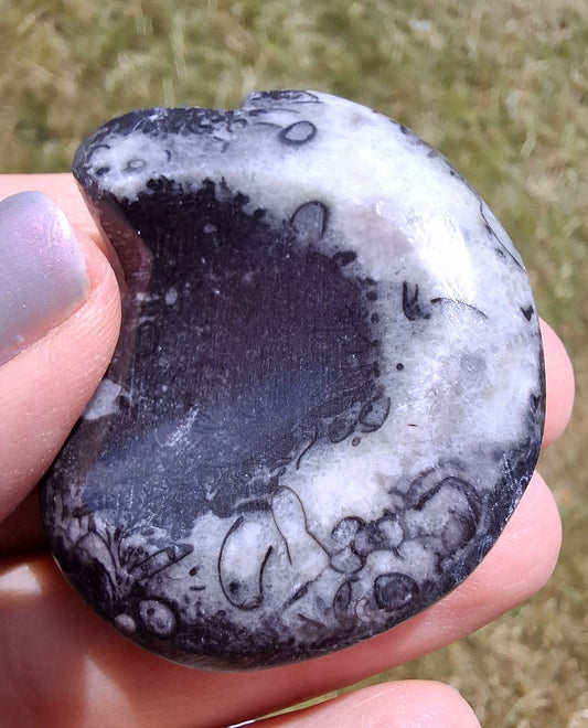 Goniatite, Fossil (Ref: GA4)