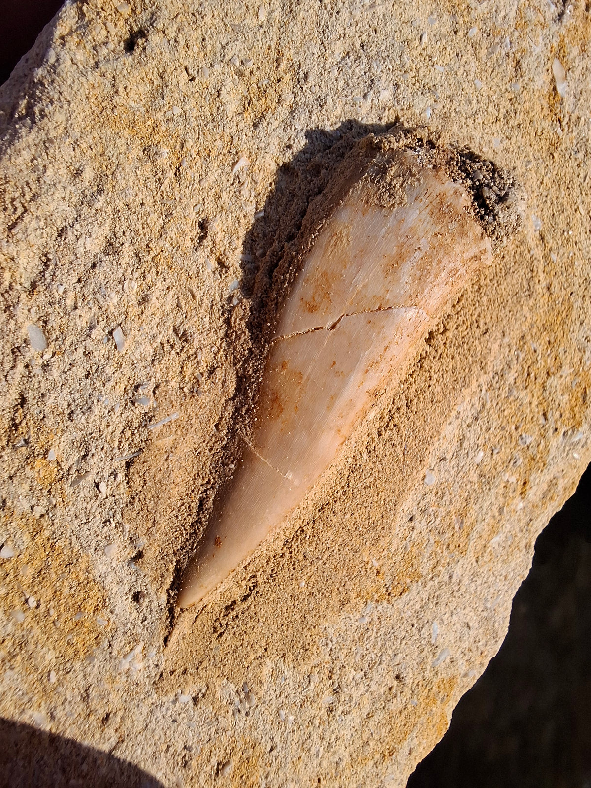 Enchodus Sabre Tooth, Fossil (Ref: ES3)