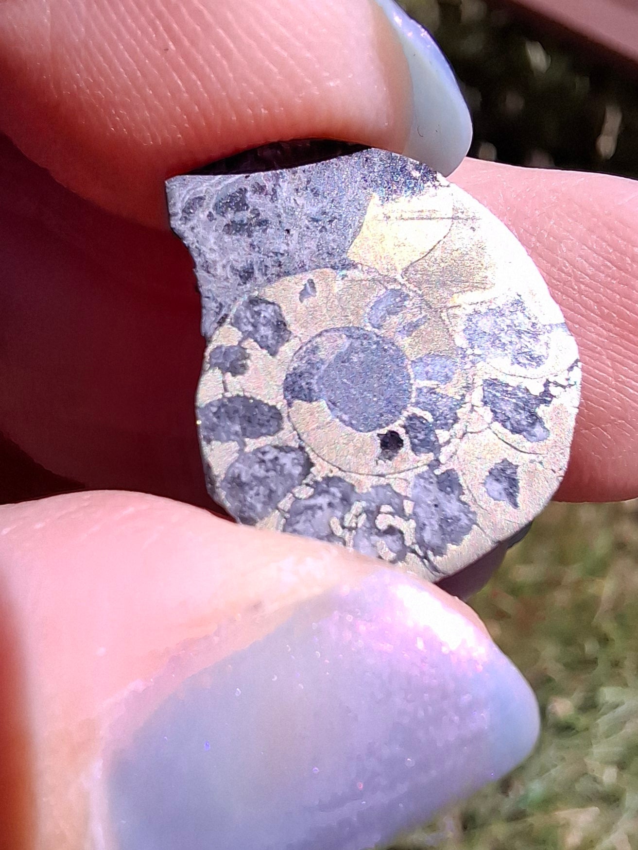 Small Haematite Ammonite HALF, 1.10g, Fossil (Ref: MA9)