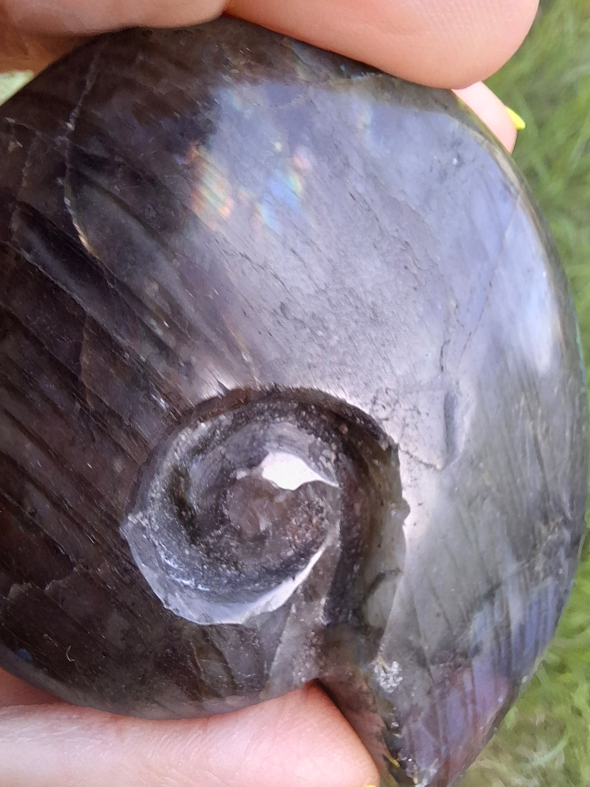 Labradorite Ammonite Carving, 153.97g, Crystal (Ref: laba2)