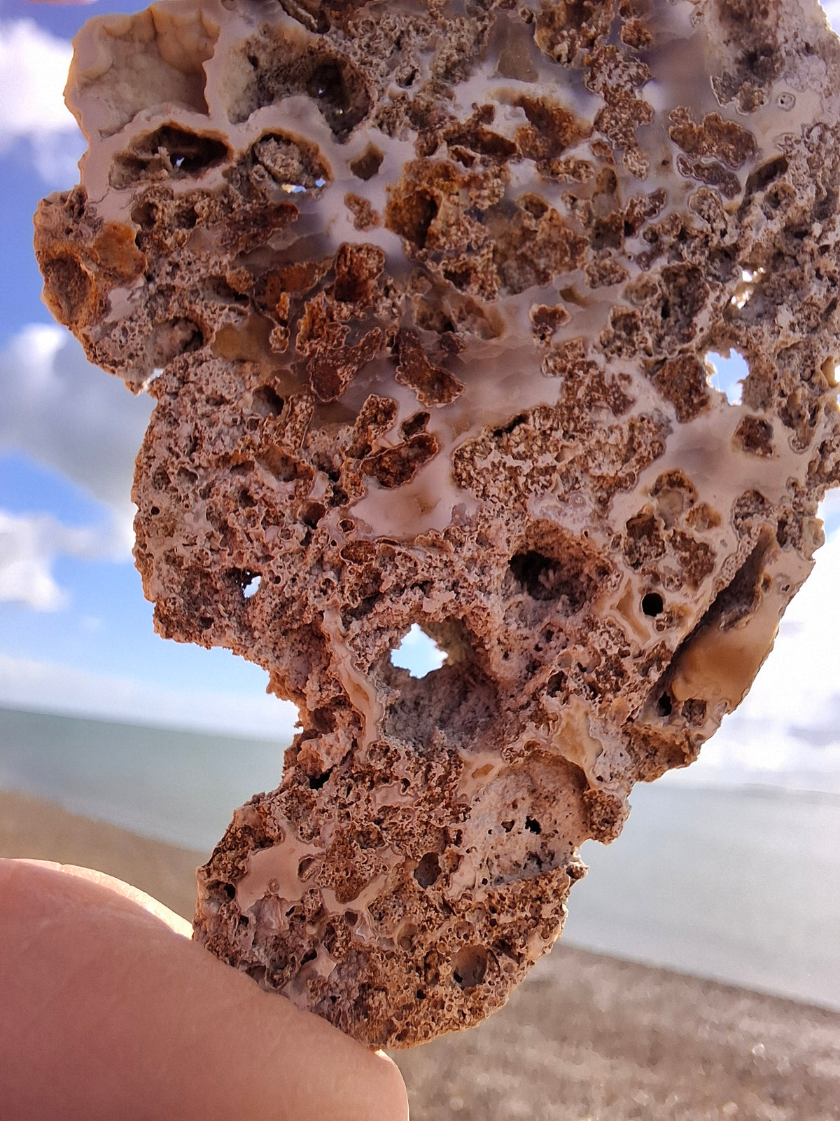 Fossilised Coral replaced by Chalcedony/Agate, Fossil (Ref: FCA2)