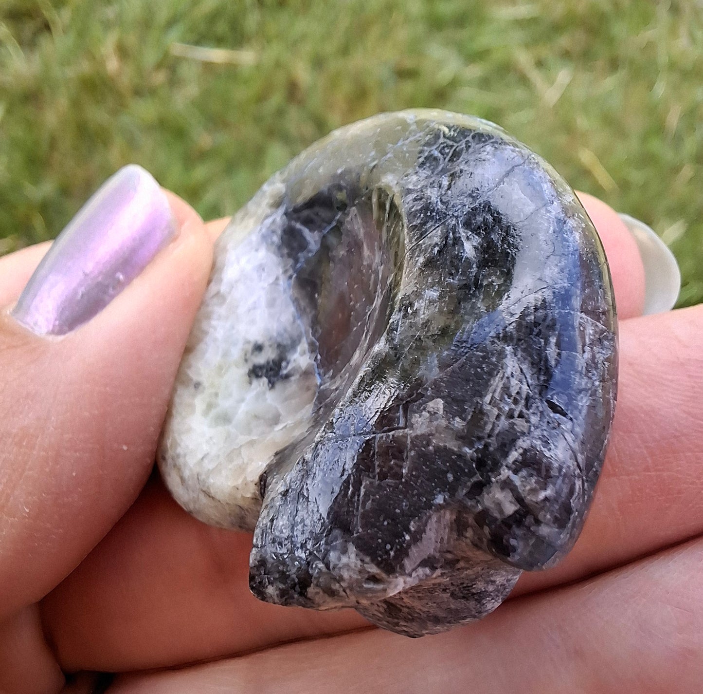 Goniatite, Fossil (Ref: GA3)