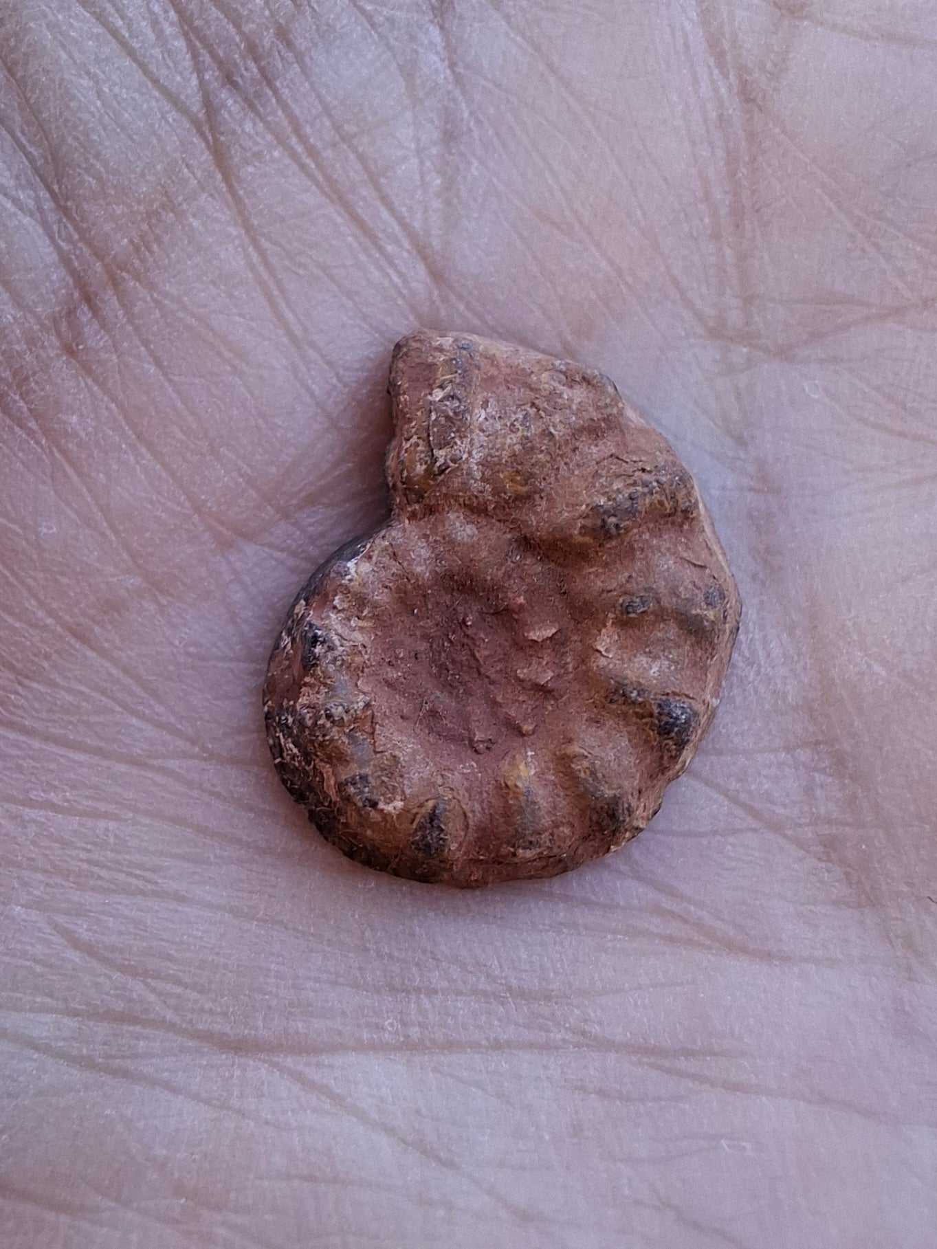Small Haematite Ammonite HALF, 1.41g, Fossil (Ref: MA6)