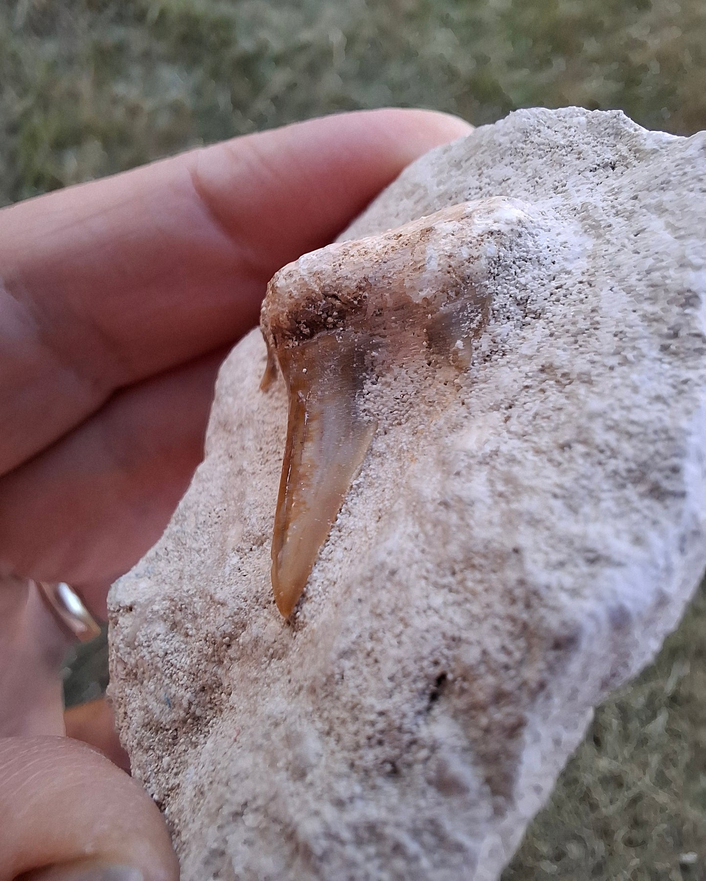 Otodus Shark Tooth in rock, Fossil (Ref: OT1)