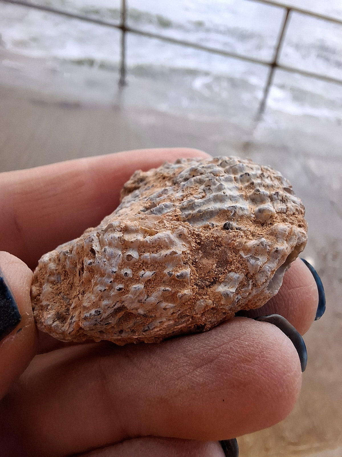 Chalcedony Oyster, Fossil (Ref: FO8)