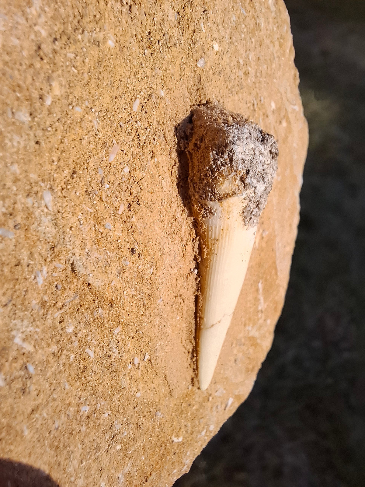Enchodus Sabre Tooth, Fossil (Ref: ES6)