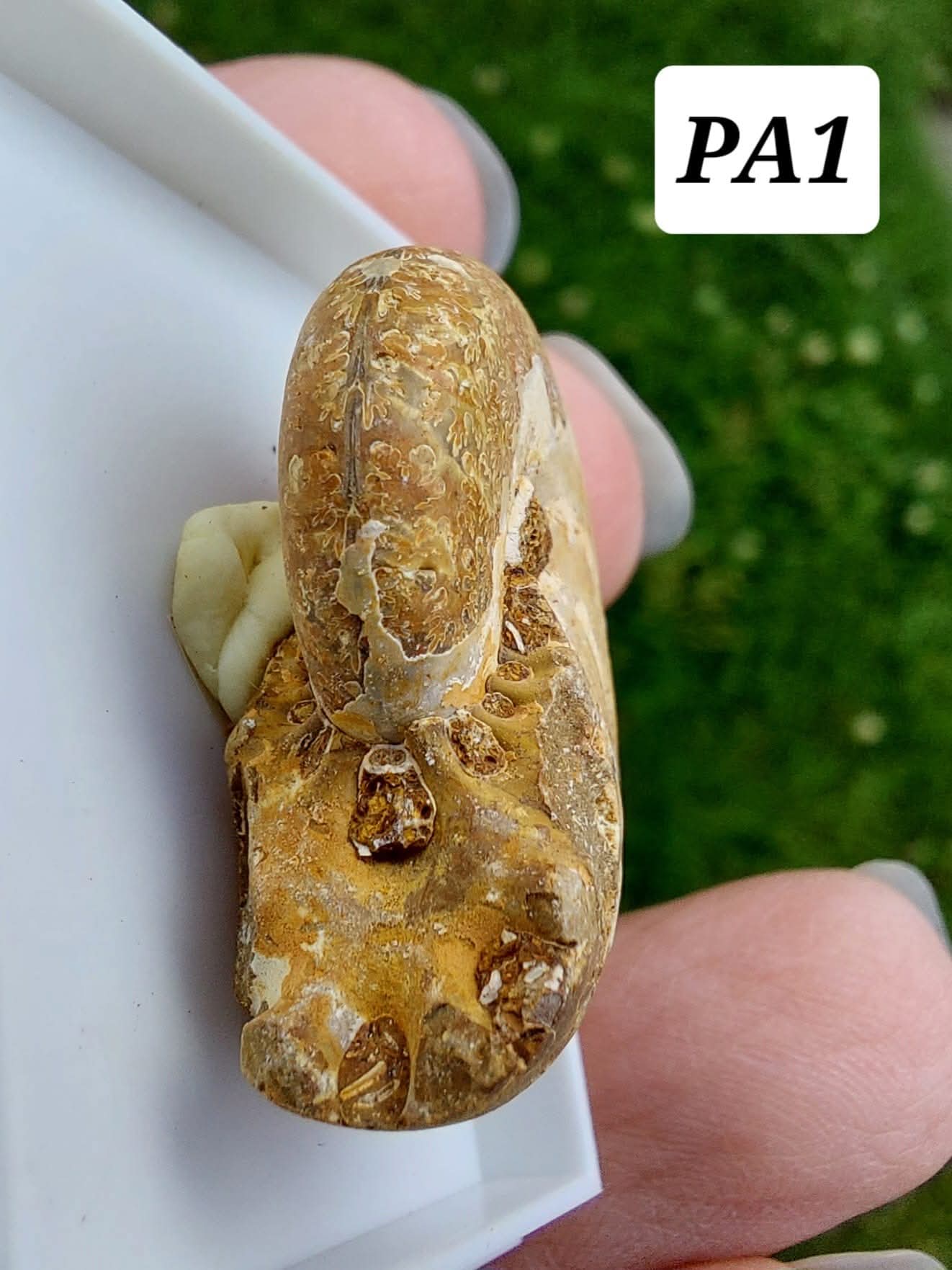 Phylloceras Ammonite, Fossil (Ref: PA1)