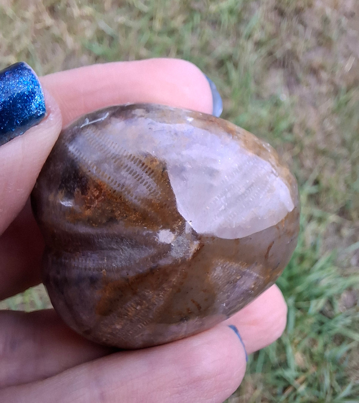 Polished Sea Urchin, Fossil (Ref: SU3)