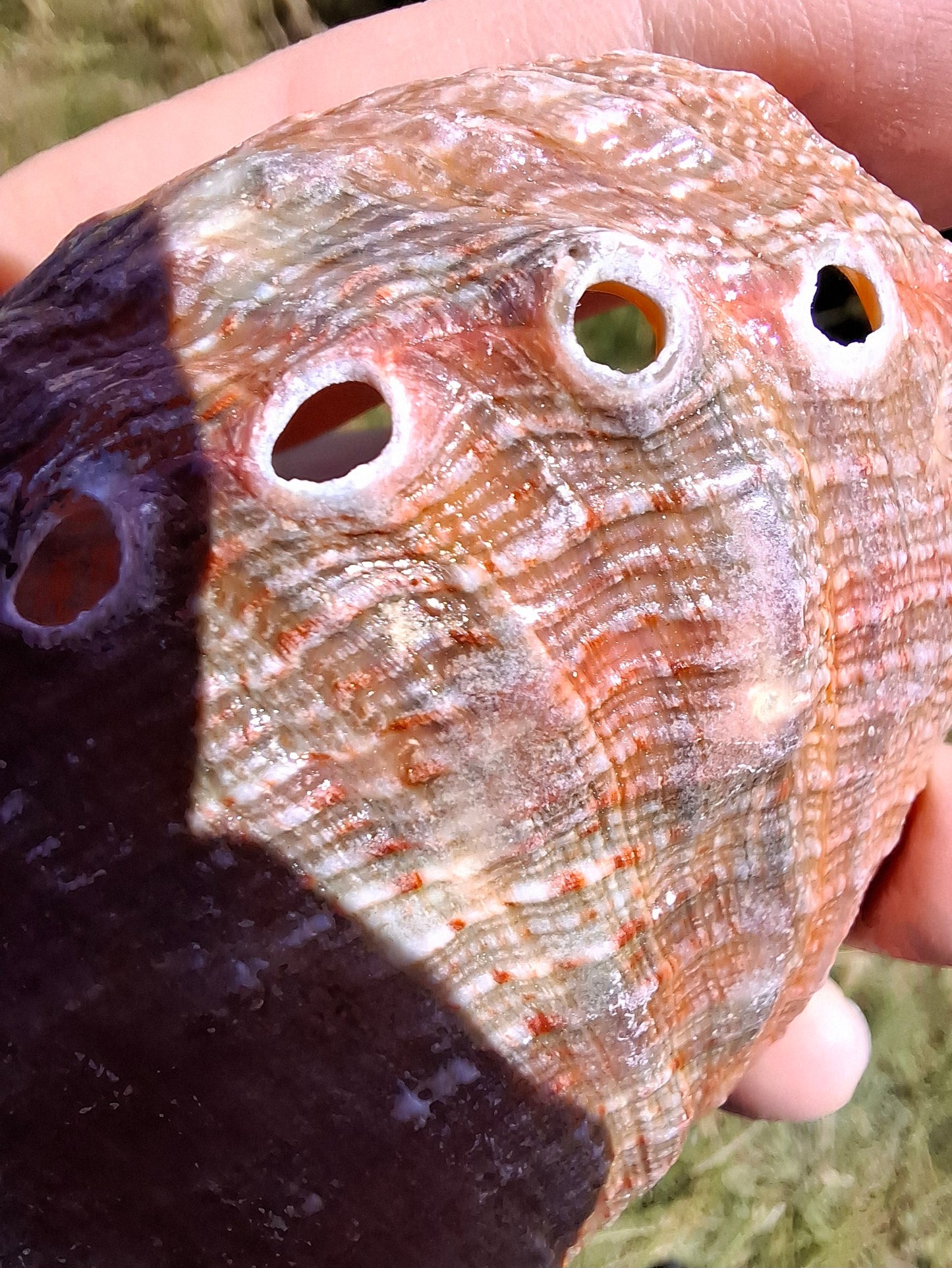 Abalone Shell, (Ref: SH3)