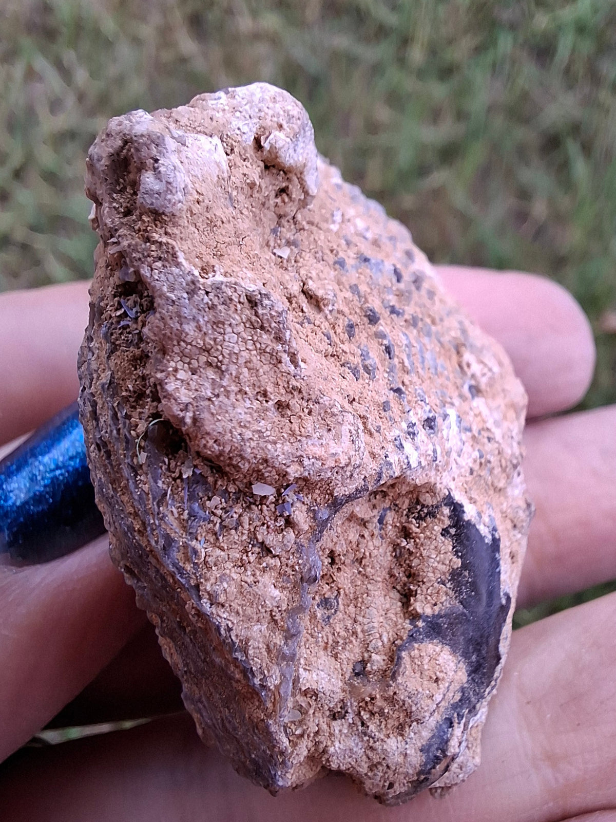 Chalcedony Oyster, Fossil (Ref: FO2)
