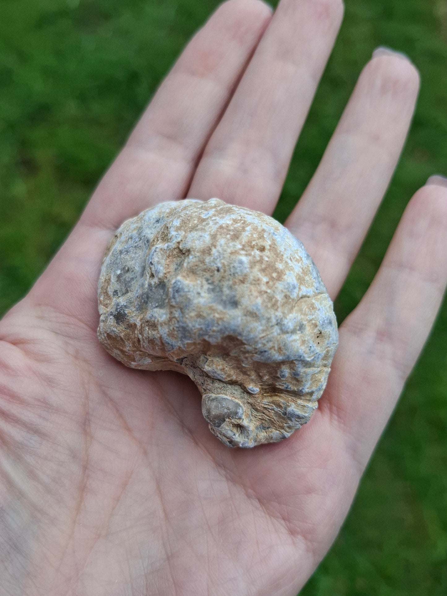 Gryphaea (Devil's Toenail), 57.53g, Fossil (Ref: G2)