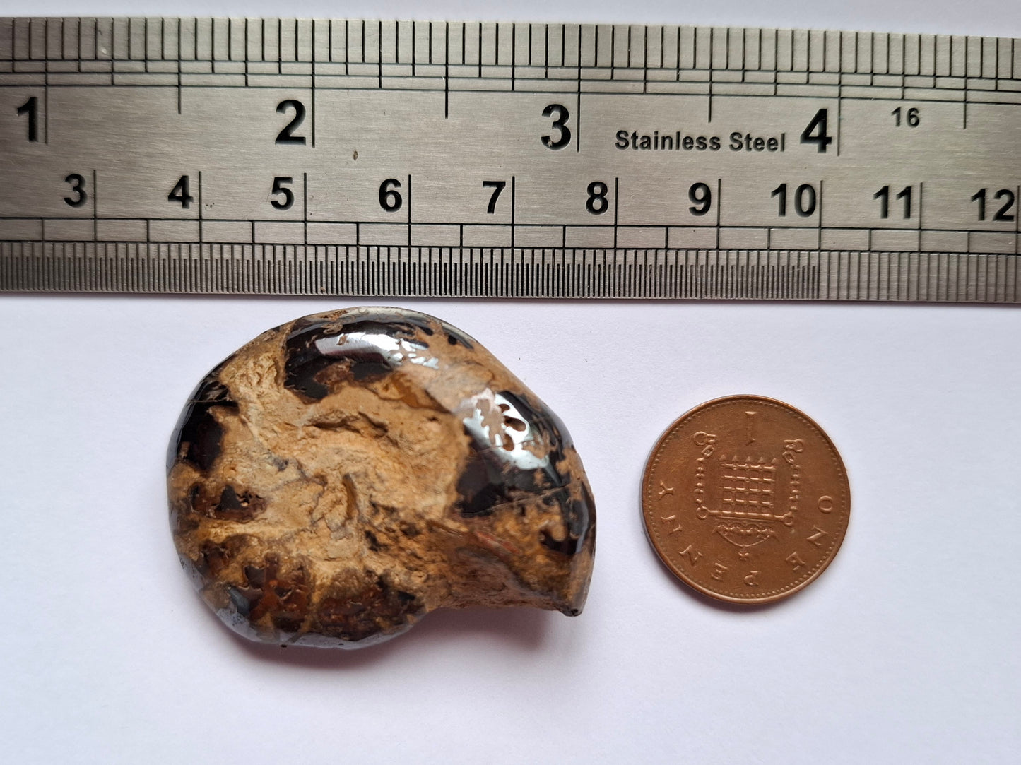 Hematite Ammonite, 22.72g, Fossil (Ref: HA2)