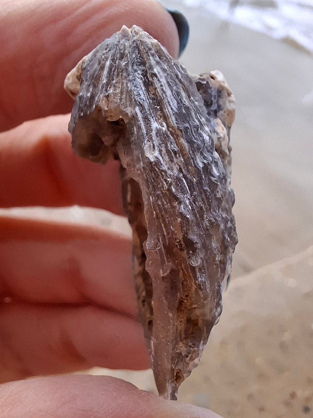 Chalcedony Oyster, Fossil (Ref: FO4)