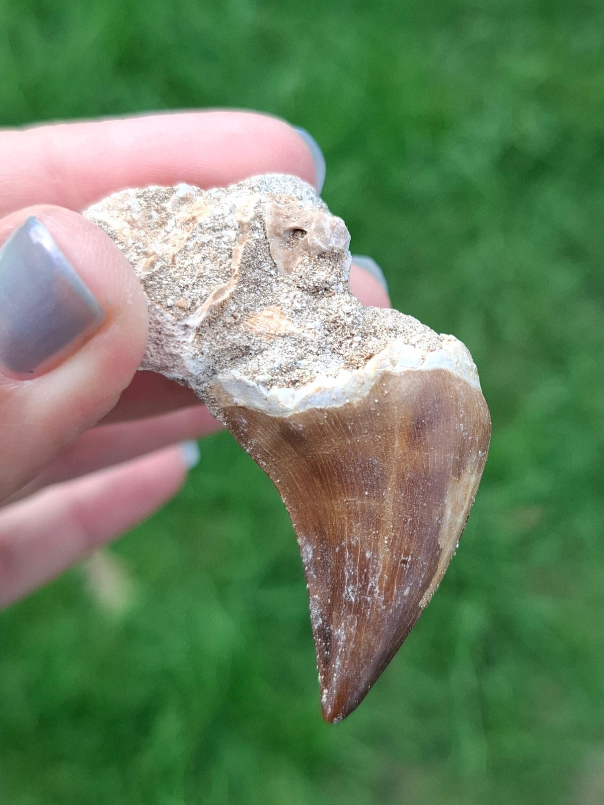 Mosasaurus Tooth with matrix, Fossil, (Ref: MTM1)