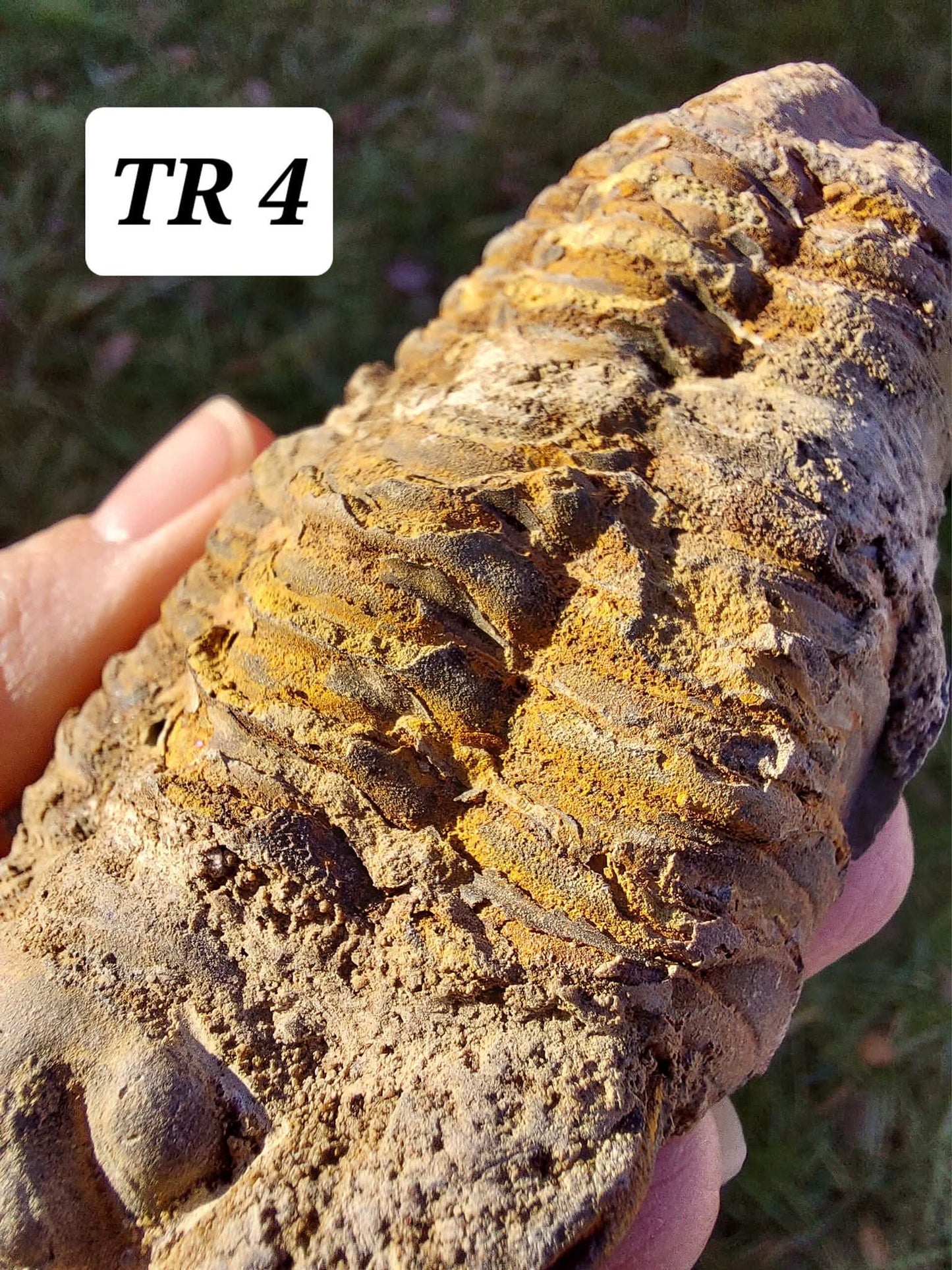 Trilobite (Flexicalymene), 111.00g, Fossil (Ref: TR4)