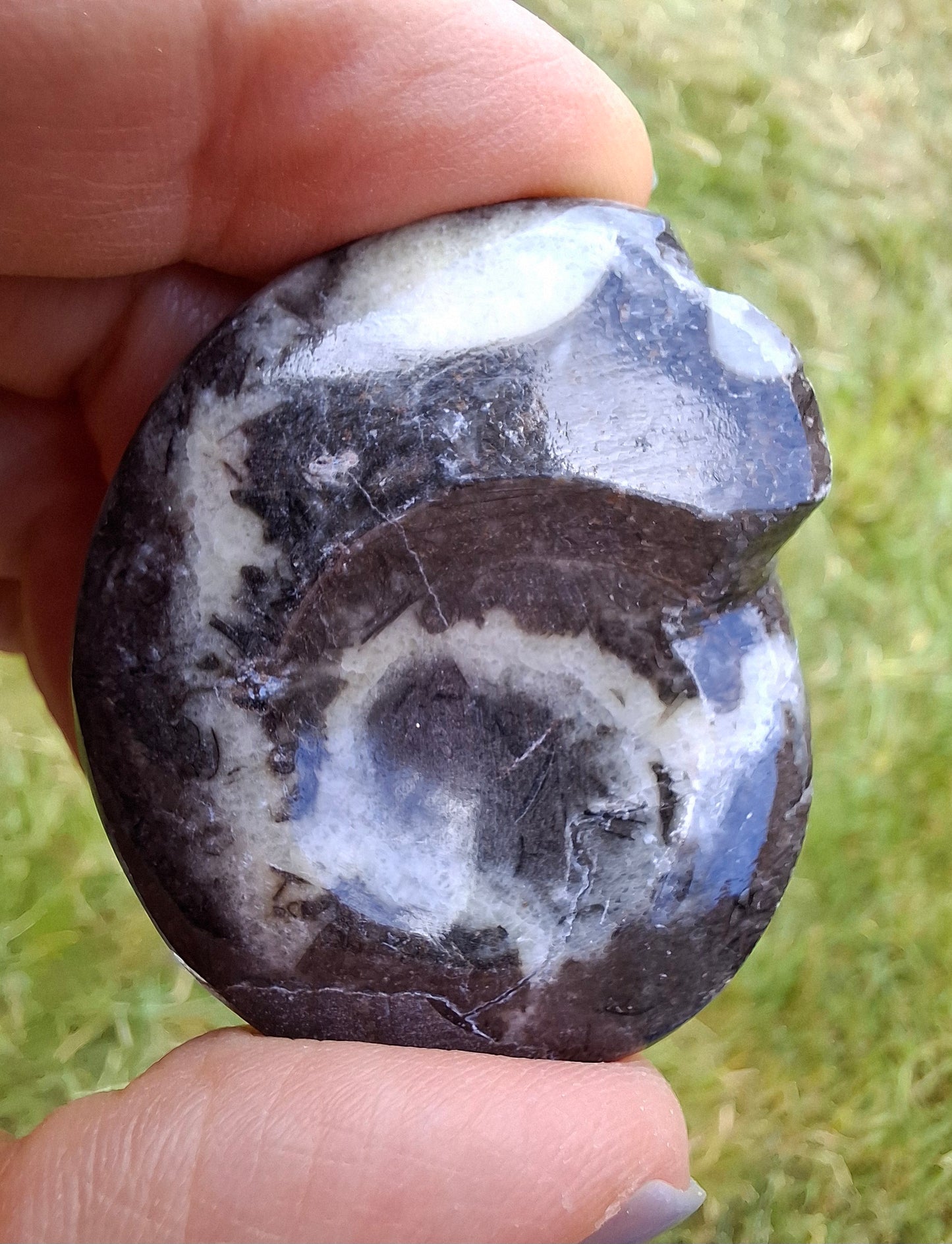 Goniatite, Fossil (Ref: GA6)