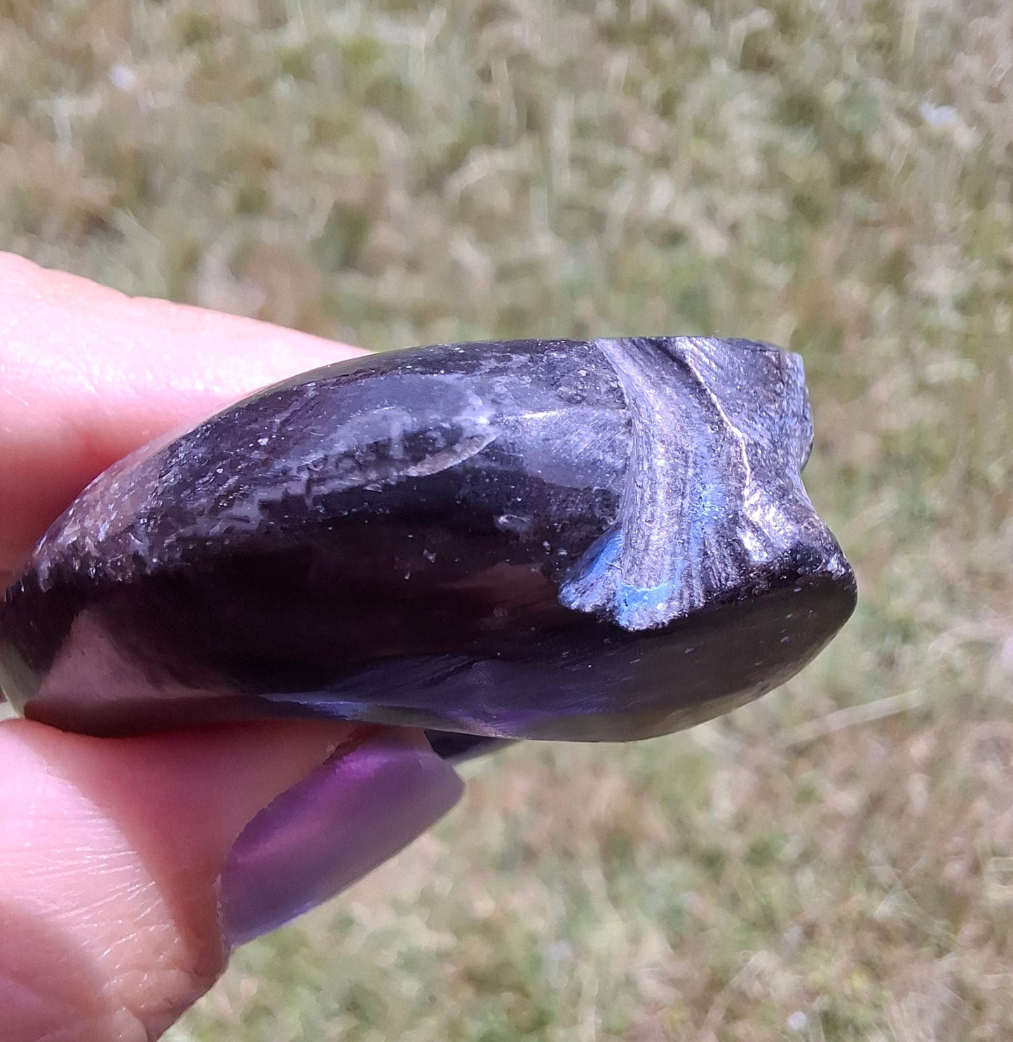 Goniatite, Fossil (Ref: GA8)
