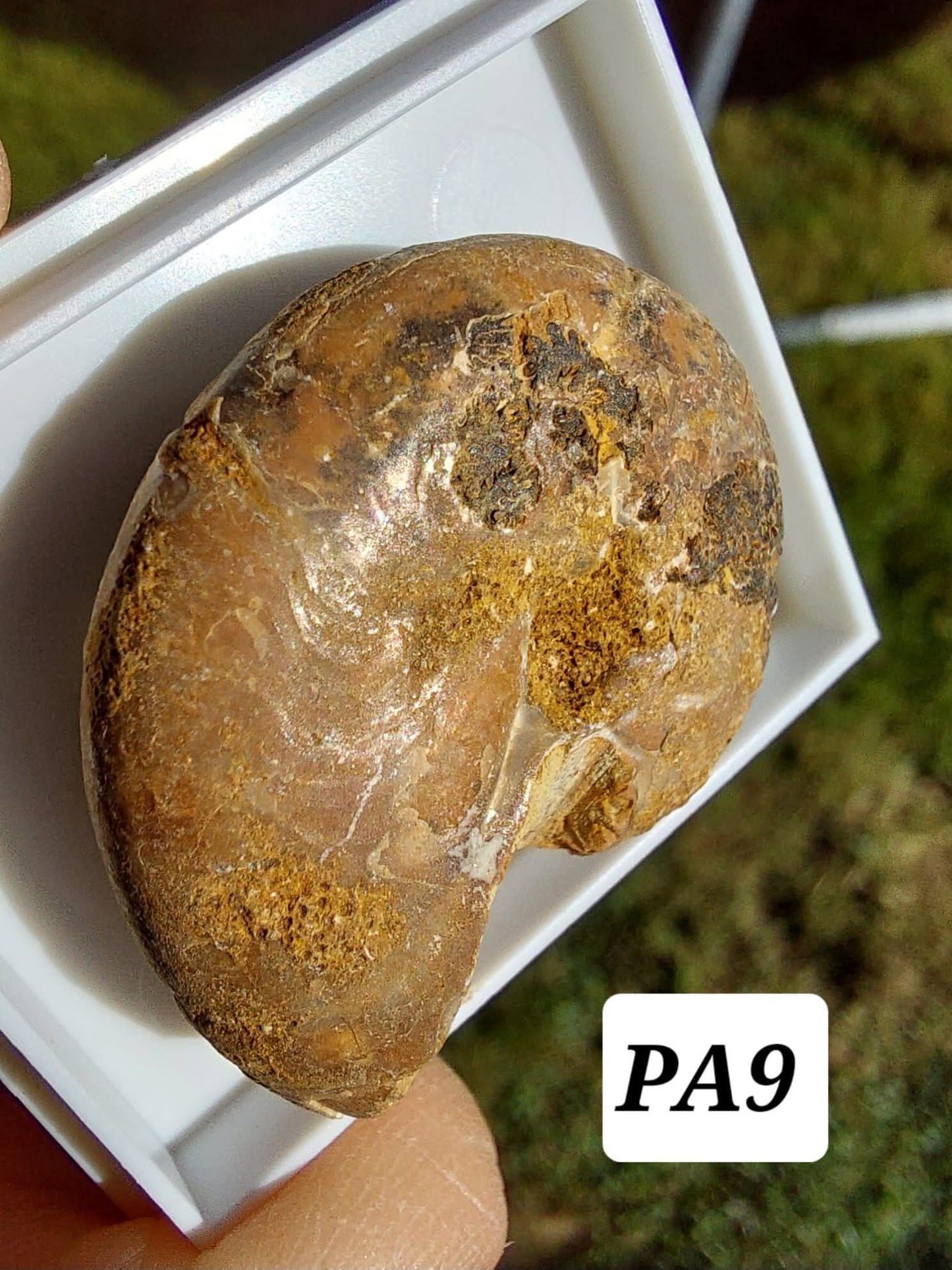 Phylloceras Ammonite, Fossil (Ref: PA9)