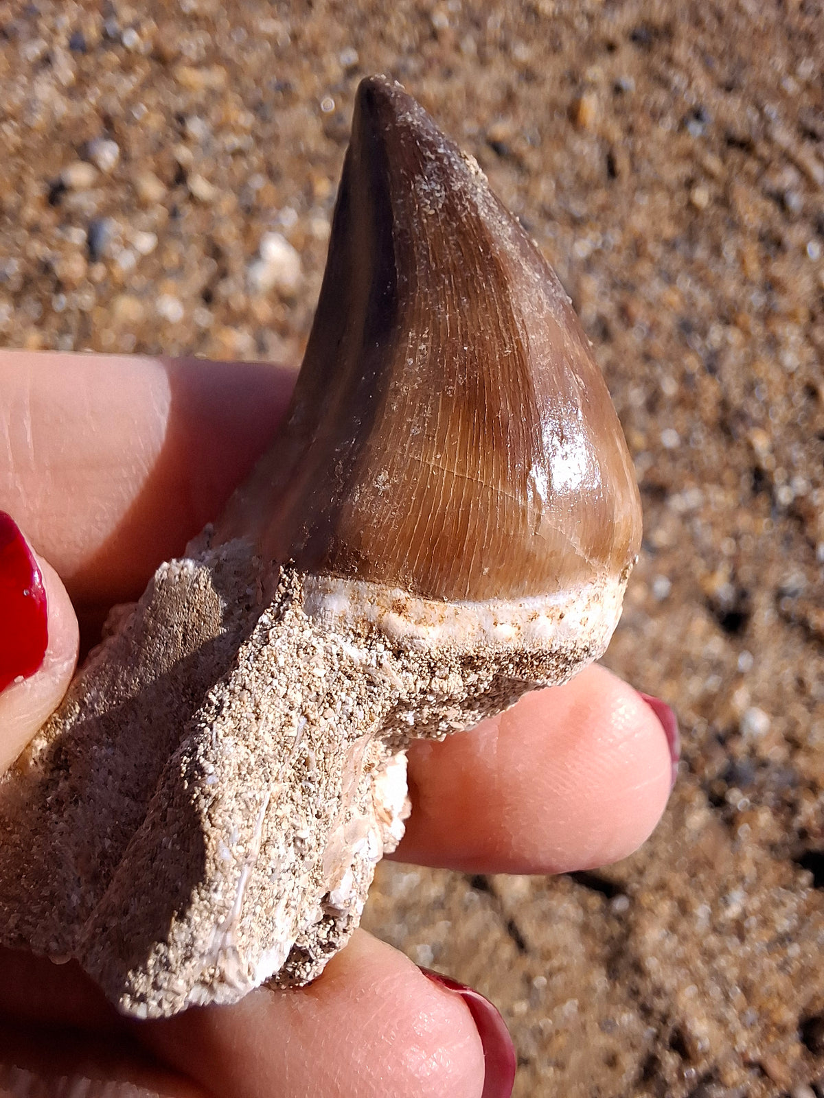 Mosasaurus Tooth with matrix, Fossil, (Ref: MTM1)