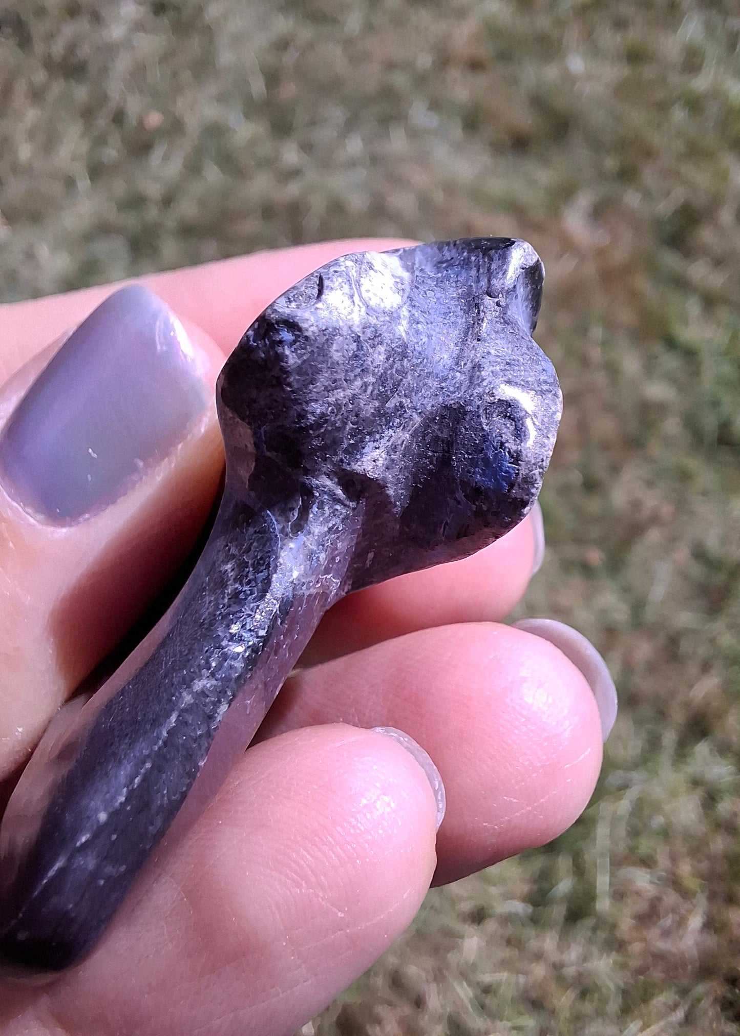 Goniatite, Fossil (Ref: GA9)