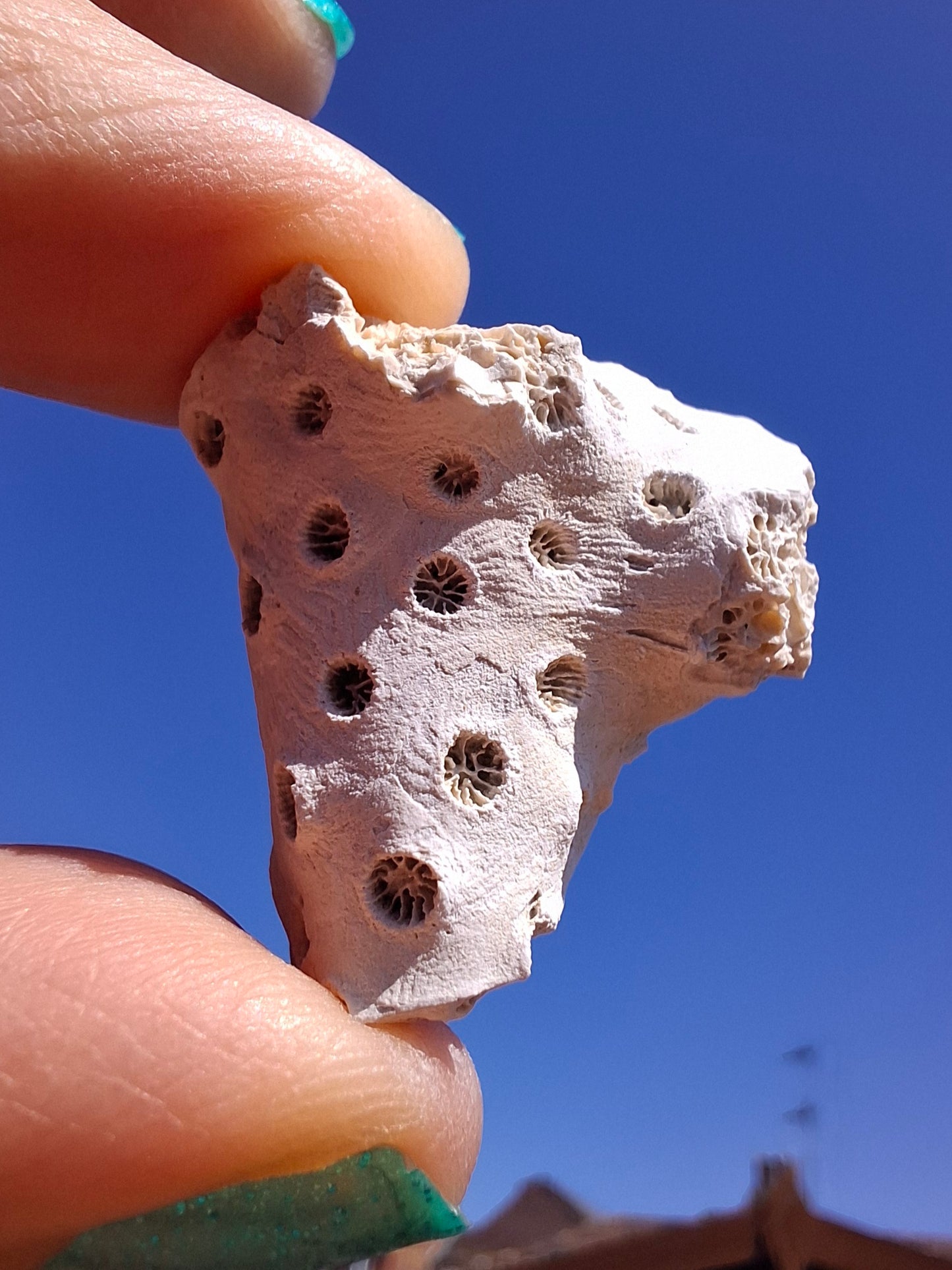 Fossil Coral, (Ref: FC1)