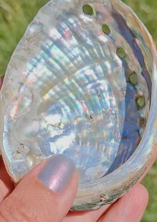 Abalone Shell, (Ref: SH2)