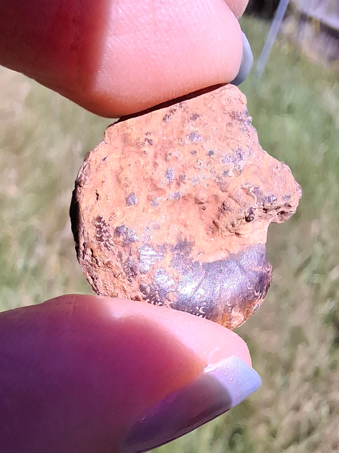 Small Haematite Ammonite Halves BUNDLE, (7 pcs), Fossil (Ref: MA13)