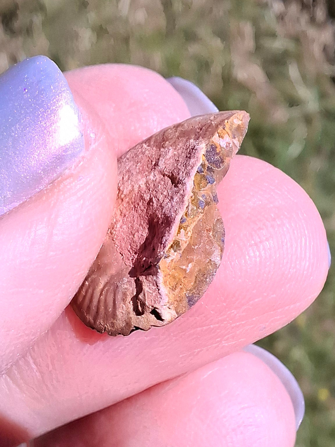 Small Haematite Ammonite HALF, 1.19g, Fossil (Ref: MA11)