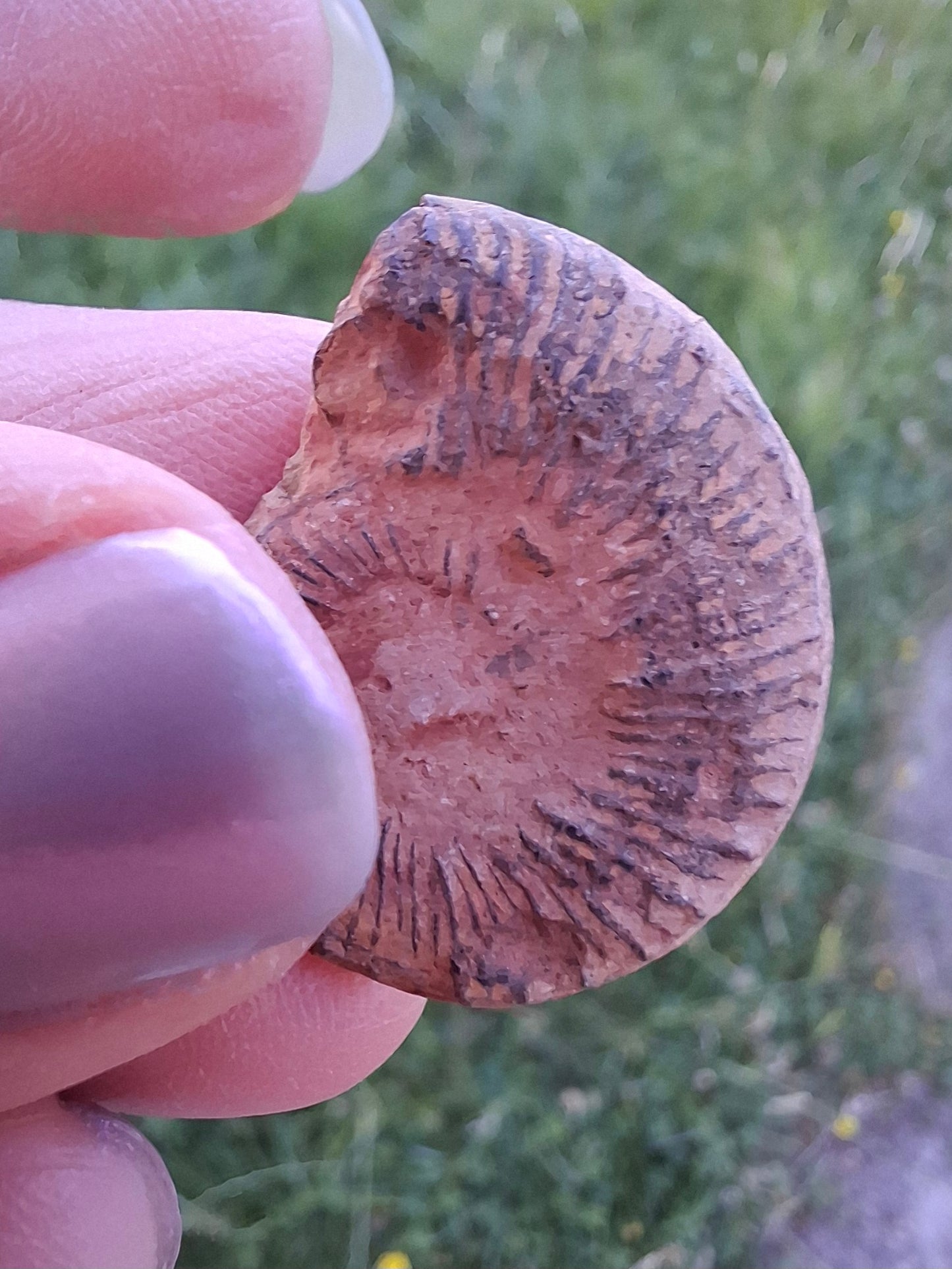 Small Haematite Ammonite HALF, 1.78g, Fossil (Ref: MA4)
