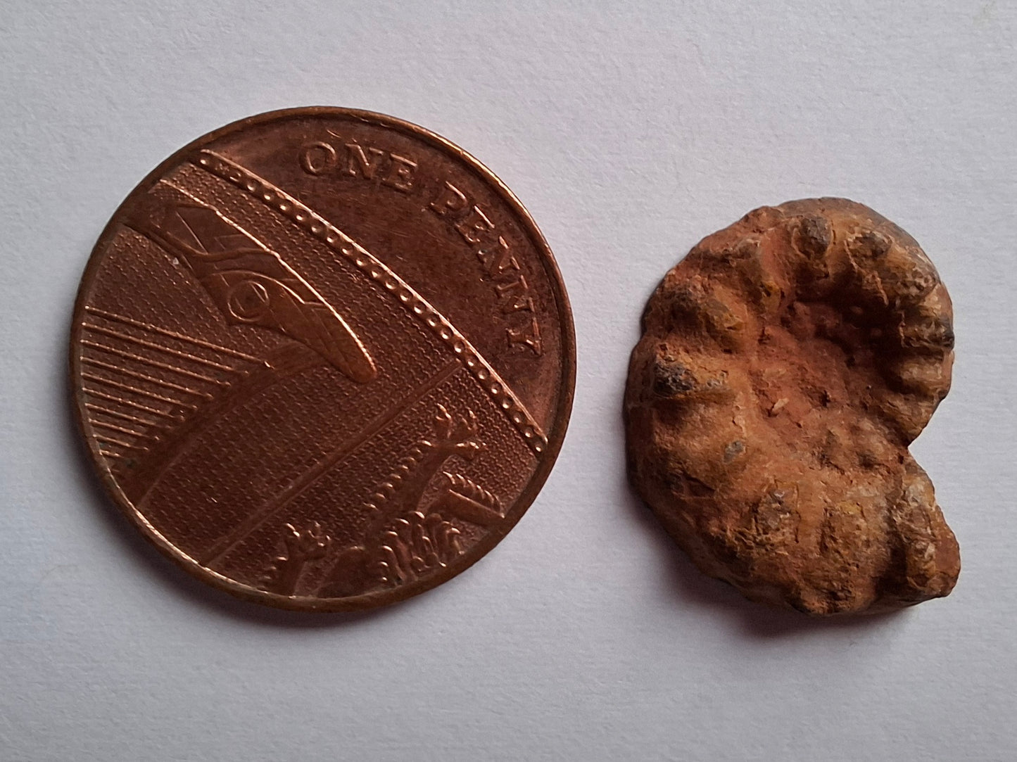 Small Haematite Ammonite HALF, 1.41g, Fossil (Ref: MA6)