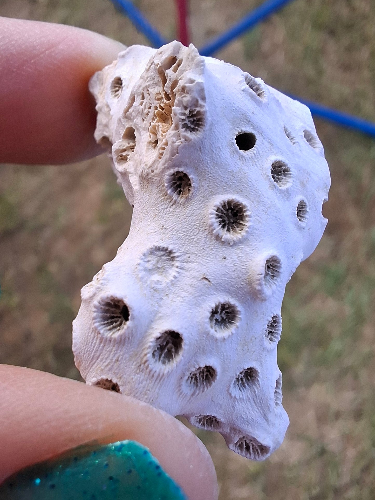 Fossil Coral, (Ref: FC4)