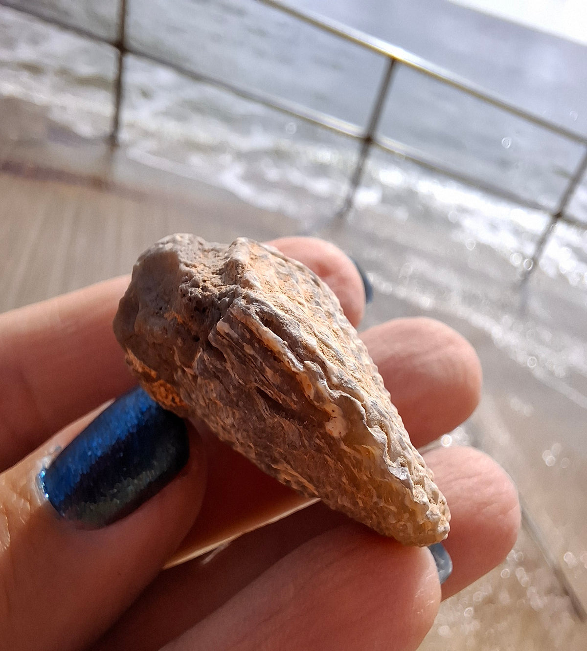 Chalcedony Oyster, Fossil (Ref: FO10)