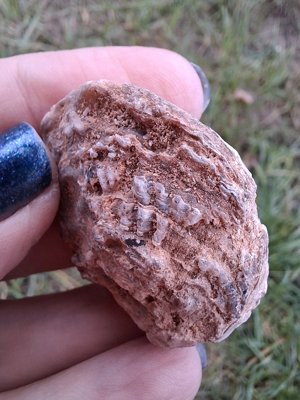 Chalcedony Oyster, Fossil (Ref: FO6)