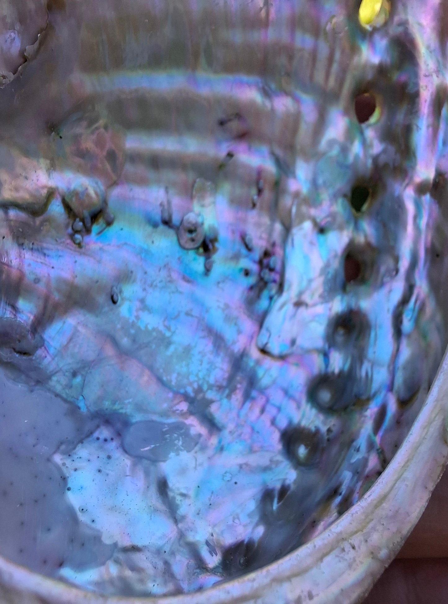 Abalone Shell, (Ref: SH1)