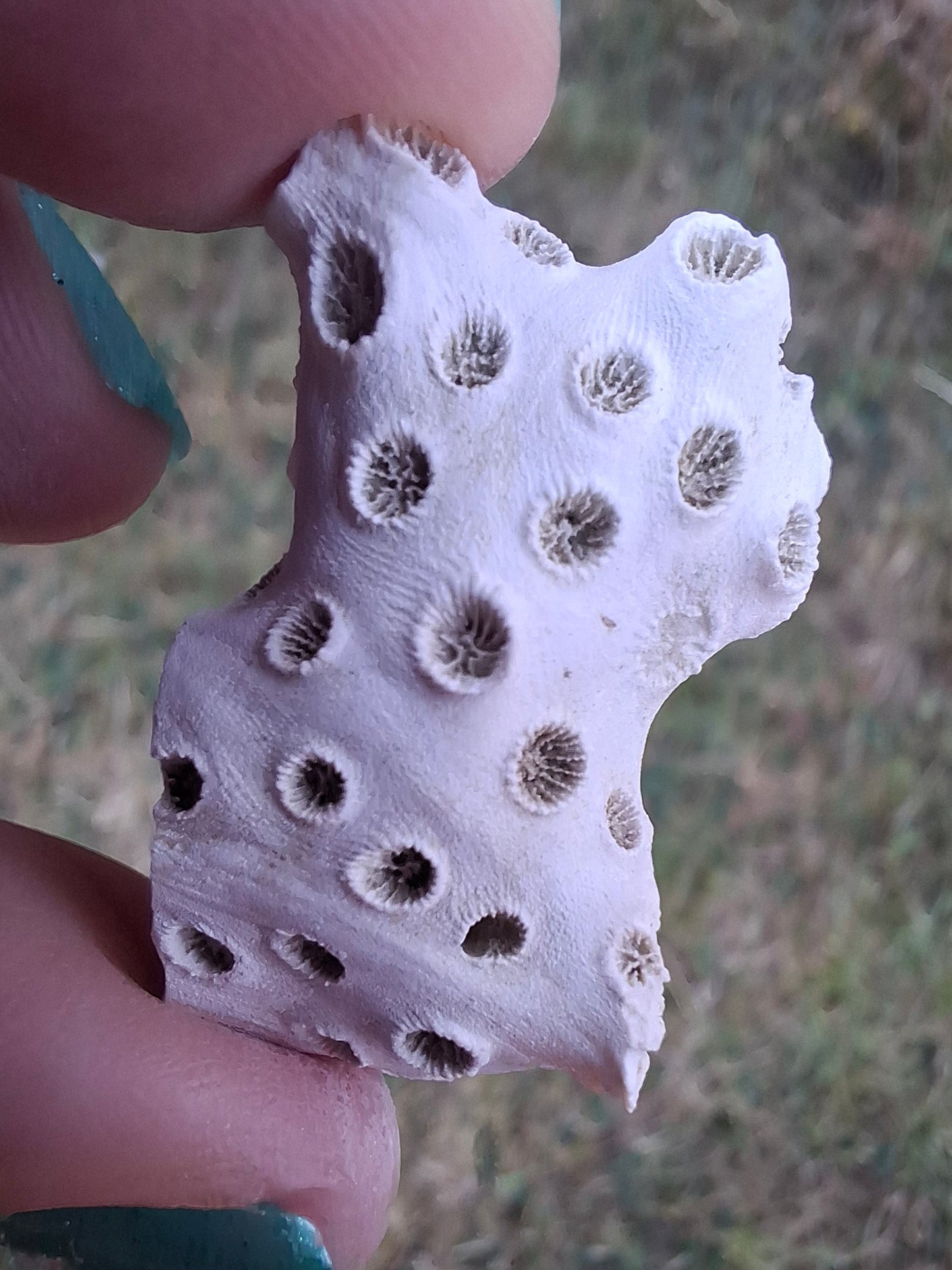 Fossil Coral, (Ref: FC4)