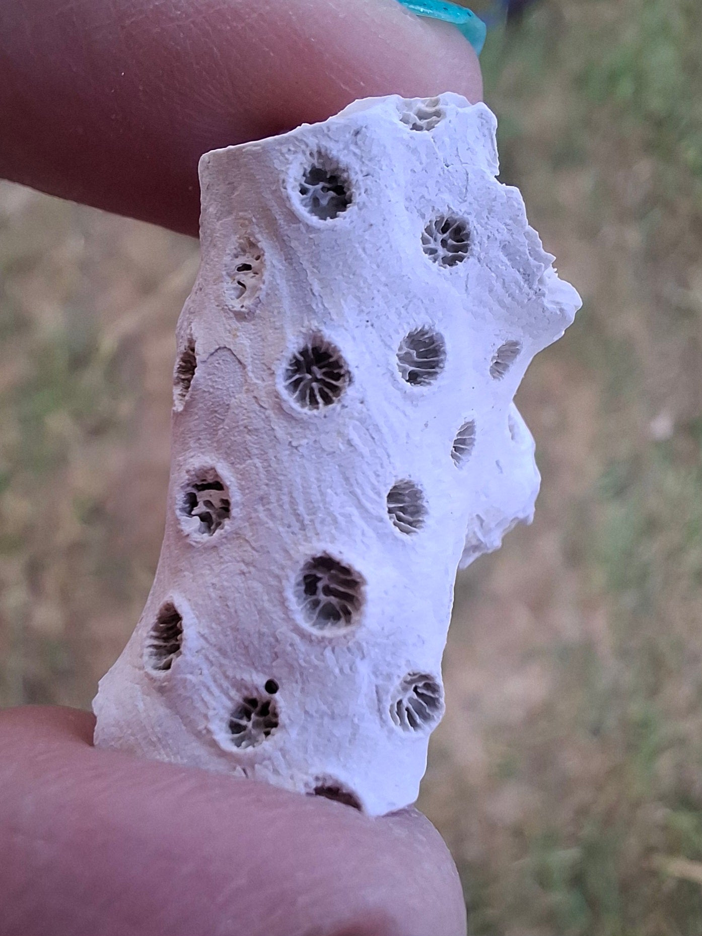 Fossil Coral, (Ref: FC1)