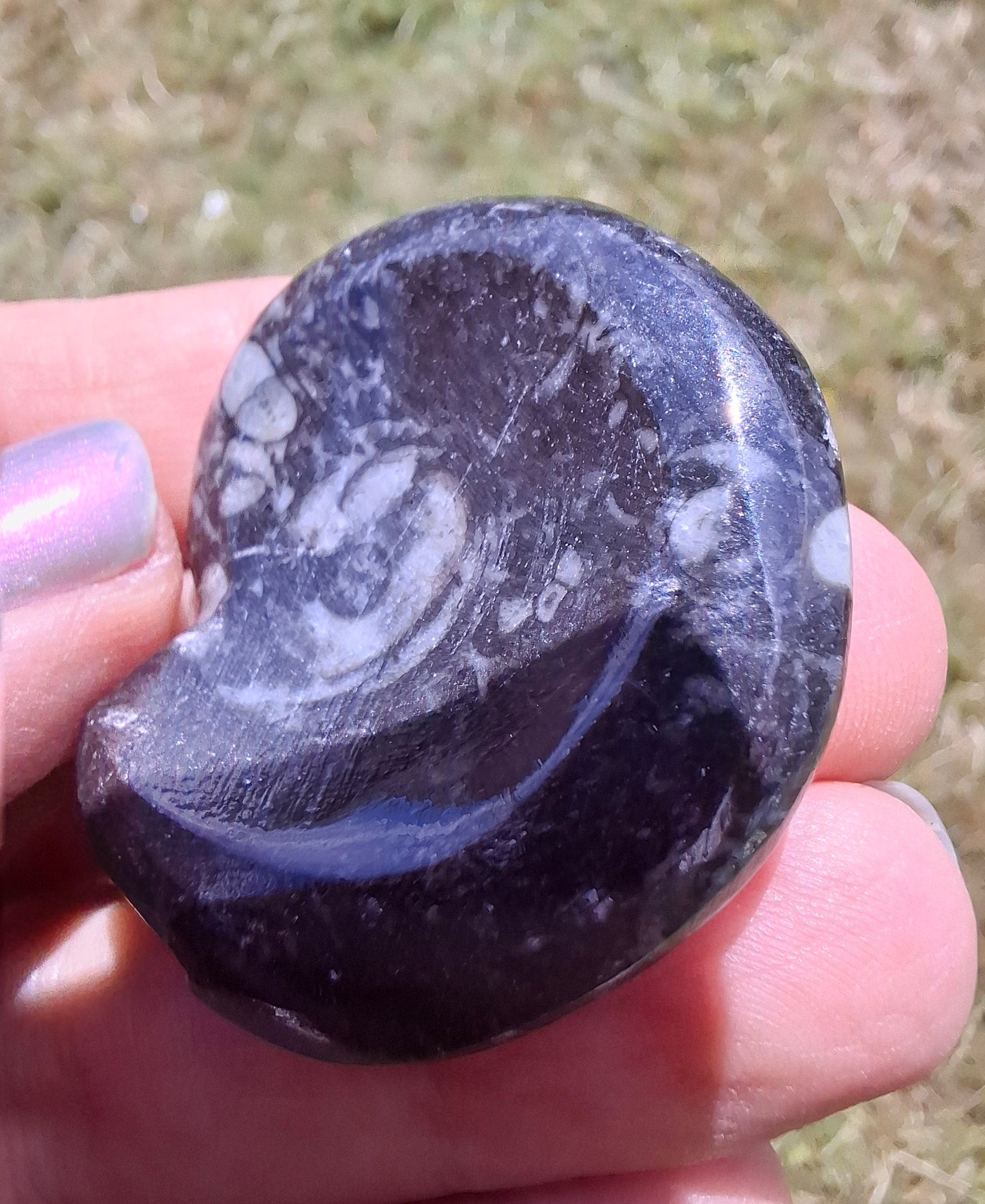 Goniatite, Fossil (Ref: GA2)