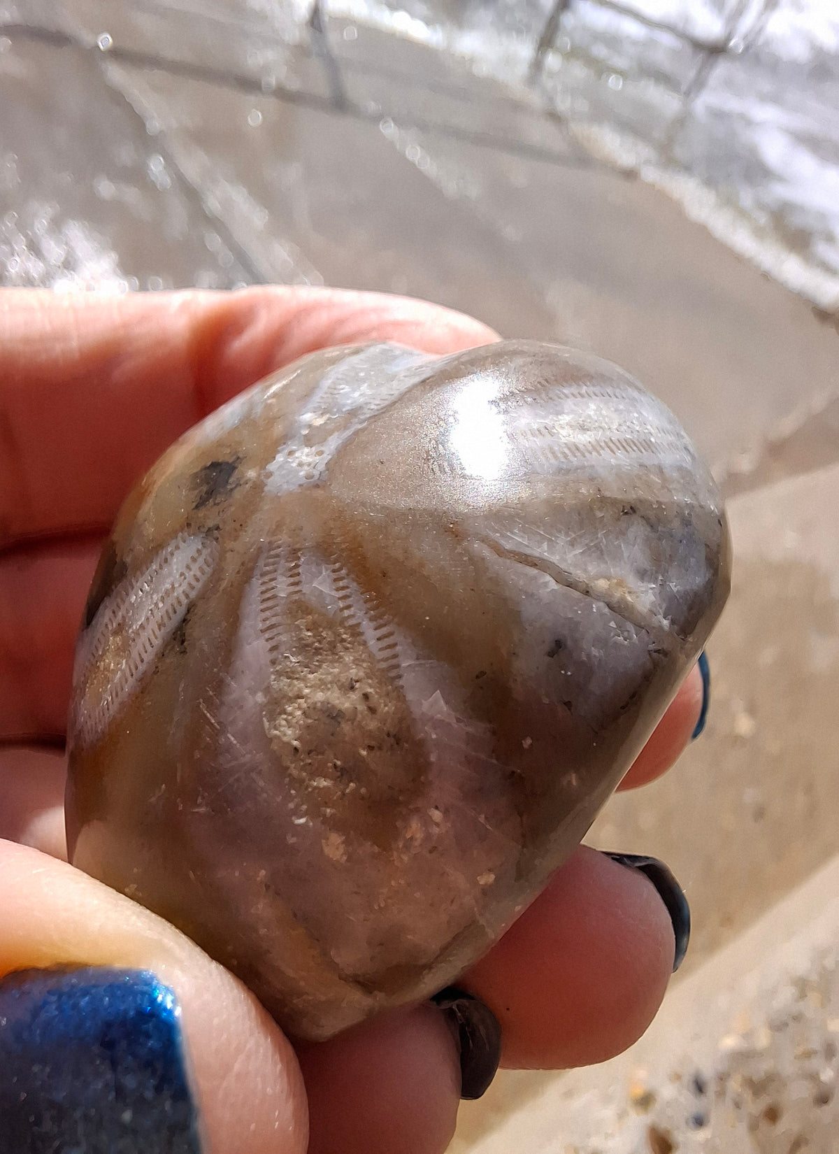Polished Sea Urchin, Fossil (Ref: SU2)