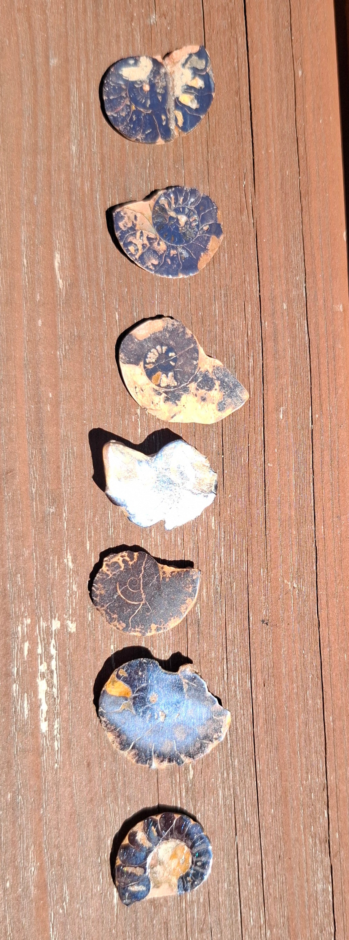Small Haematite Ammonite Halves BUNDLE, (7 pcs), Fossil (Ref: MA13)