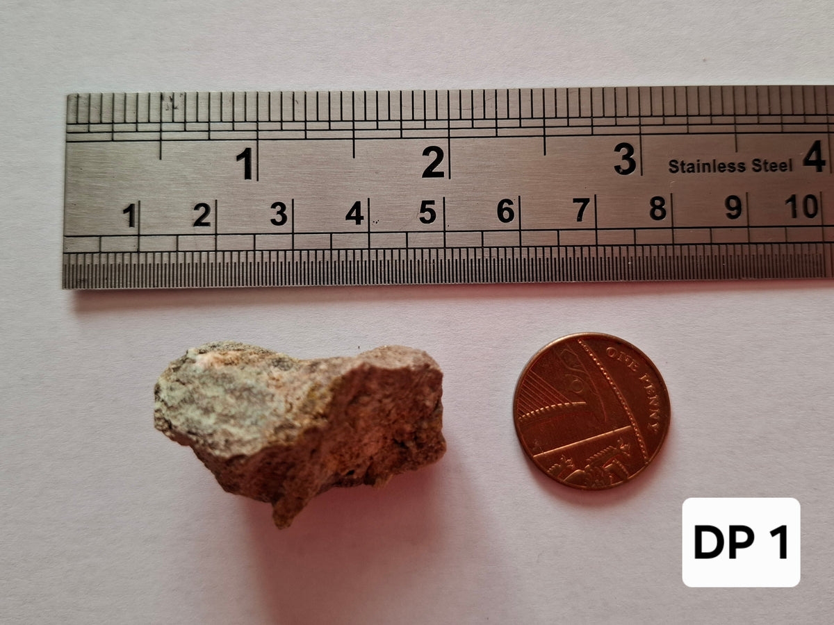 Sauropod Dinosaur Coprolite, 12.82g, Fossil (Ref: DP1)