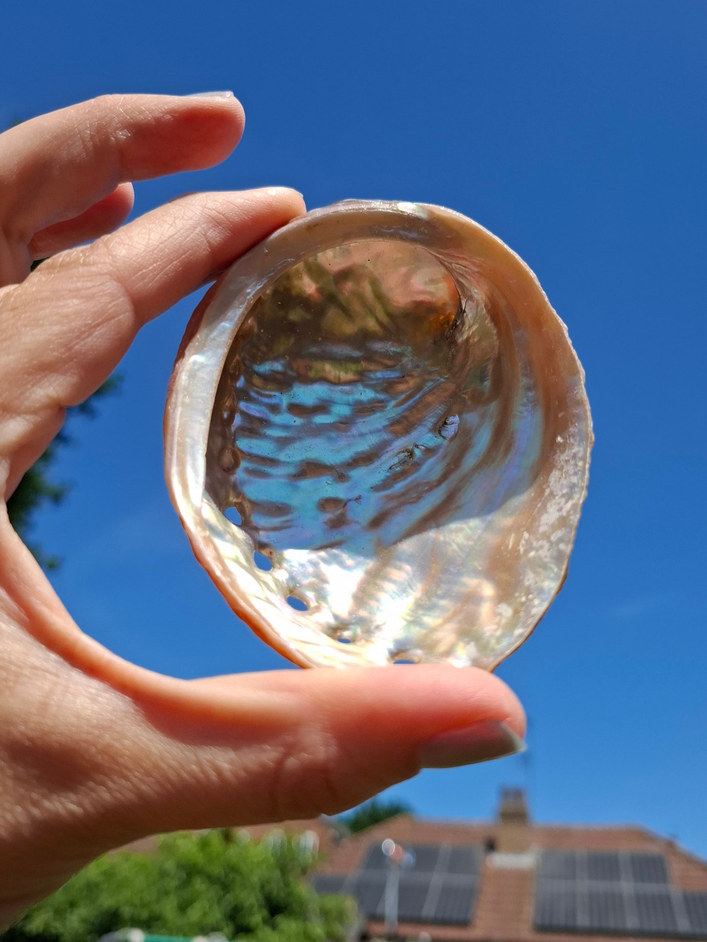 Abalone Shell, (Ref: SH3)