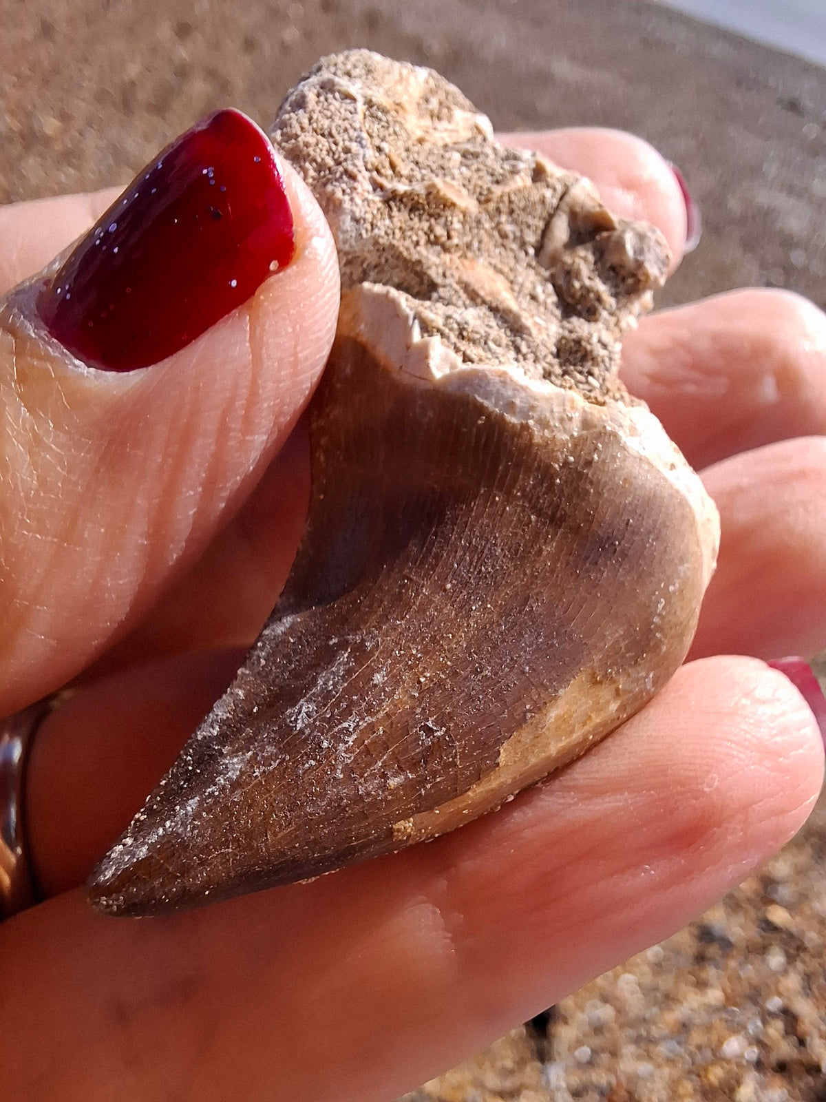 Mosasaurus Tooth with matrix, Fossil, (Ref: MTM1)