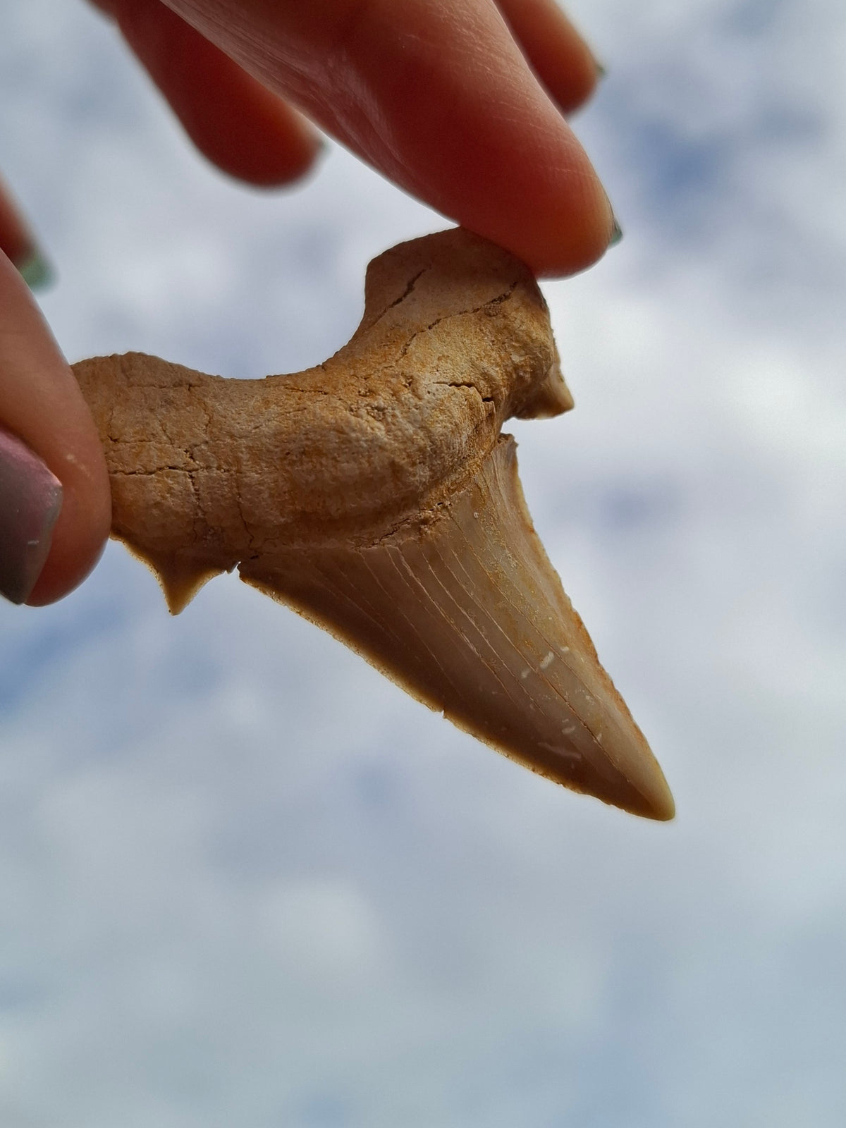 Otodus Shark Tooth, Fossil (Ref: OT6)