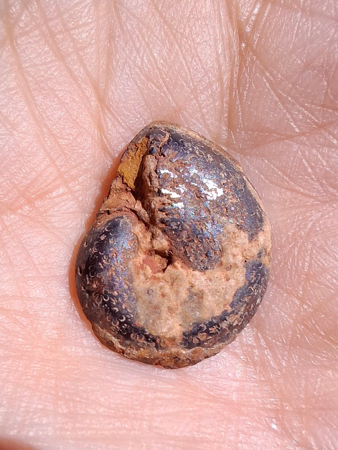 Small Haematite Ammonite HALF, 1.36g, Fossil (Ref: MA12)