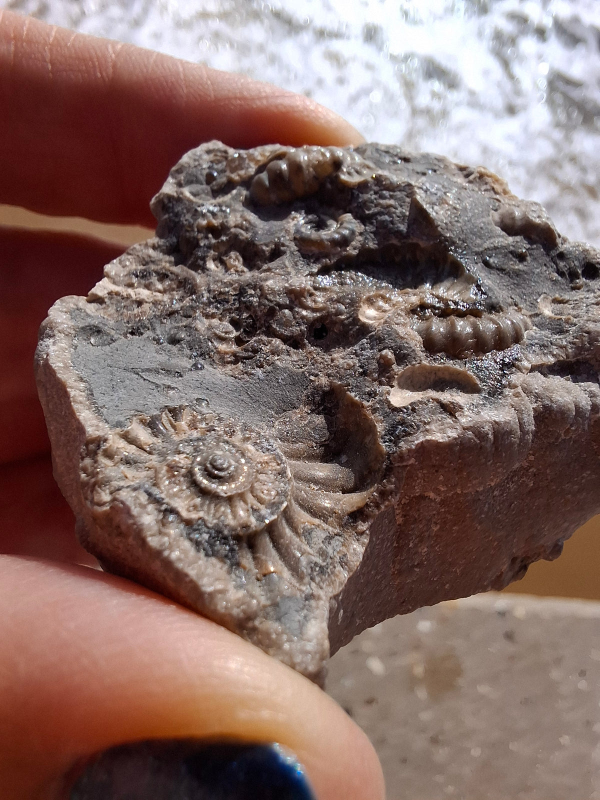 Ammonite Cluster, Fossil (Ref: ACL1)