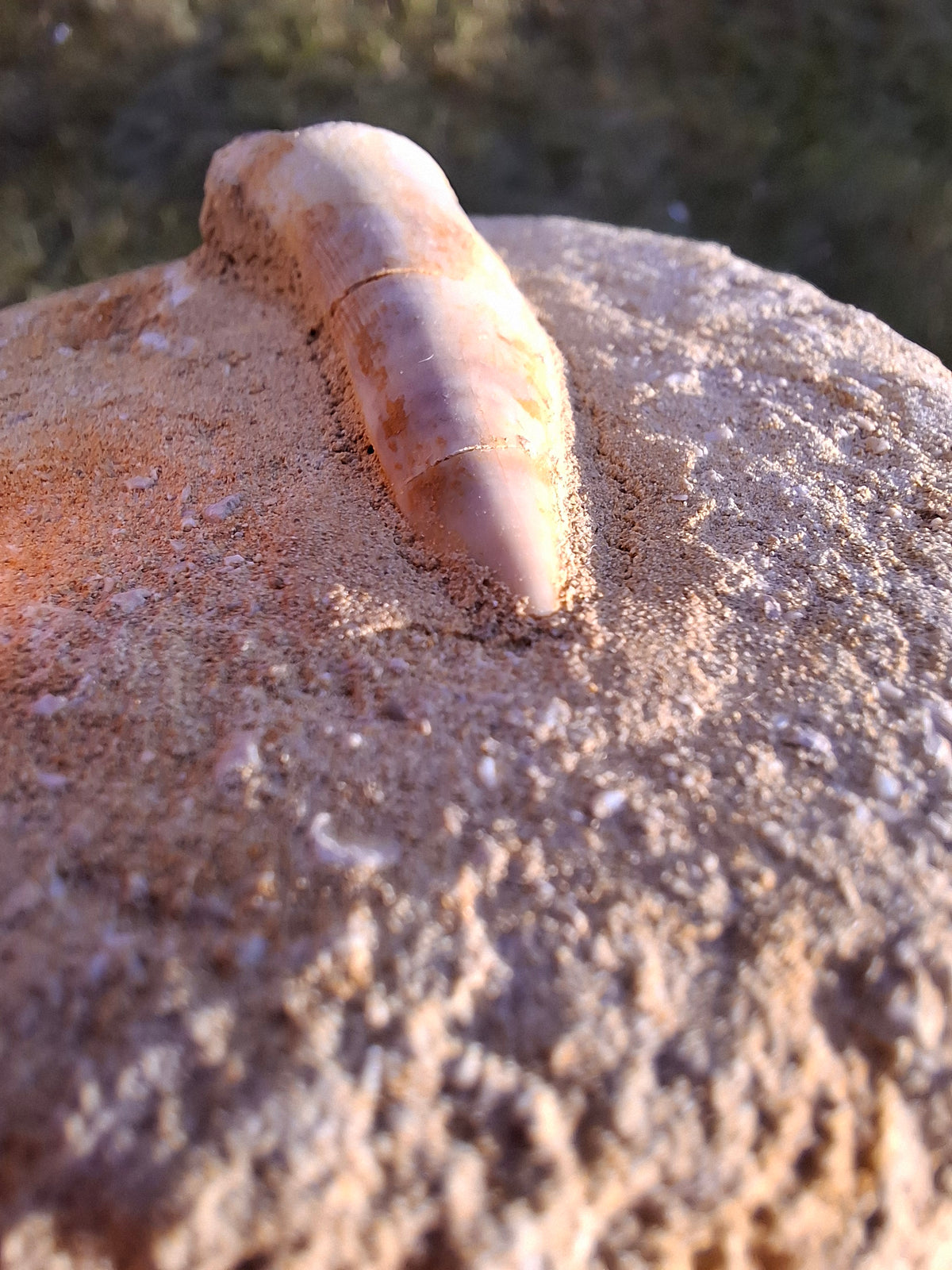 Enchodus Sabre Tooth, Fossil (Ref: ES5)